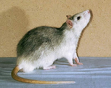 Бесшерстная крыса (Голая крыса, лысая крыса, крыса сфинкс) / Sphynx (Hairless)